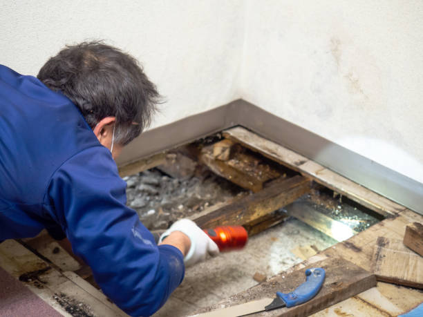 Best Mold Cleaning Services  in Tignall, GA