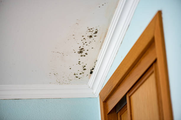 Home Mold Removal in Tignall, GA