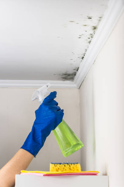 Best Fast Mold Removal  in Tignall, GA